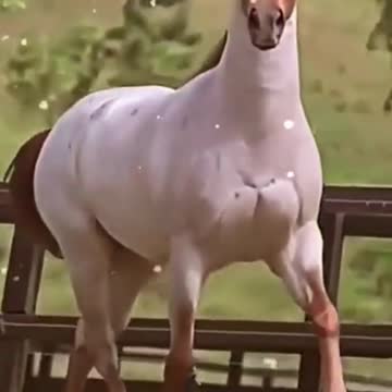 Most Beautiful Horse