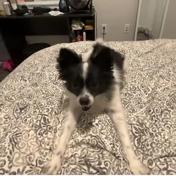 ADORABLE Puppy Knows Every Trick in the Book!