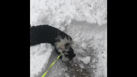 Jemma’s First Snowstorm