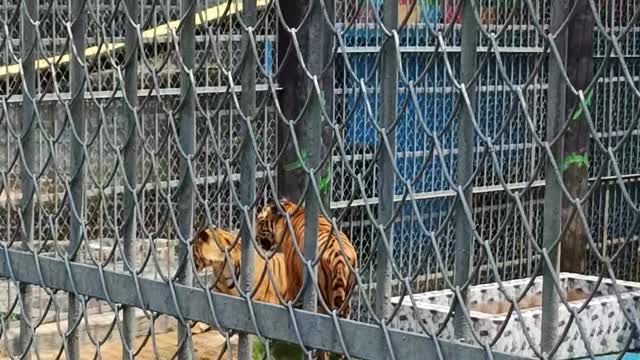 Bangladesh Big Royal Bangal Tigers | Tigher Fight in Zoo| Big size Tiger |