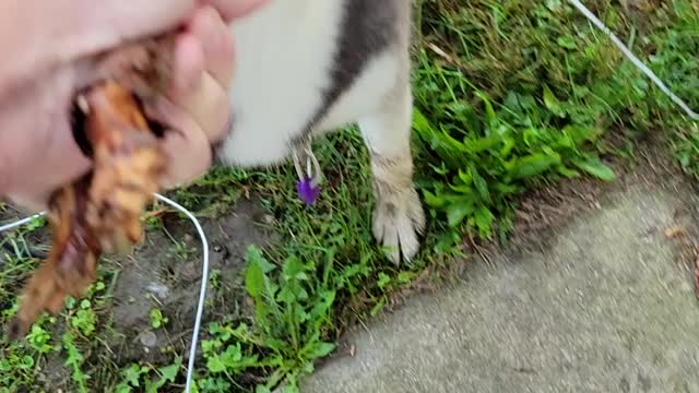 Playing with my Huskey