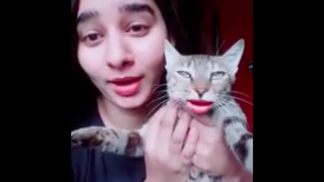 Cat very funny video