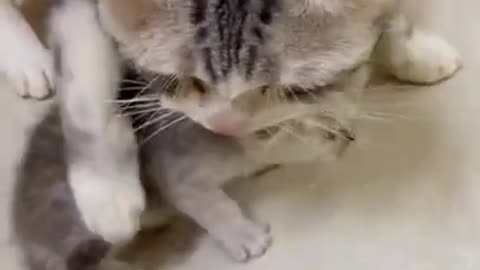 😍 🥰 Cute Cat black, funny cats, funny videos 😂 🤣 #funnyanimals #cuteanimals #funnyvideos