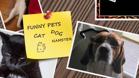 Funny FARM ANIMALS will make you LAUGH EXTREMELY HARD - Funny ANIMAL compilation