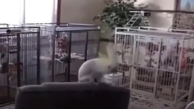 Animal having fun