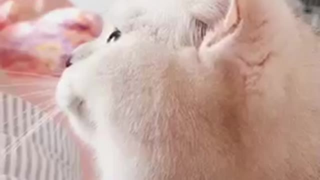A cat trying to talk with a bird
