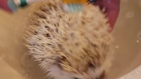 Harley the hedgehog getting a bath