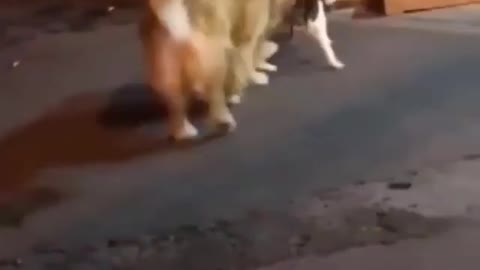 Best Funny Animal Videos 2022 😺 Funny Dog Videos 2022 😁 Funniest Dog Videos 😁😇