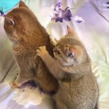 Who wants this VIP massage today?