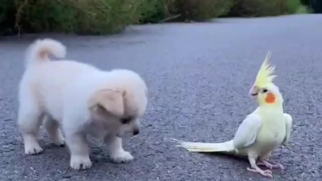 Cute dog playing with cute birds naughty