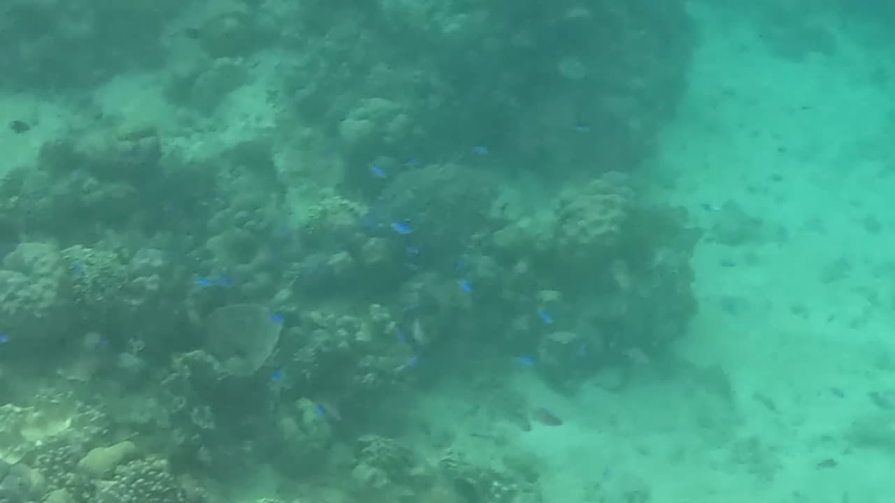 Making a Splash in Paradise: Snorkeling a Healing Reef 🌊🐟