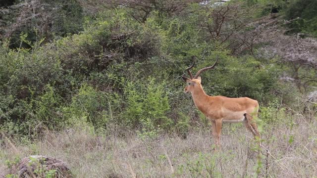 Beautiful sika deer!