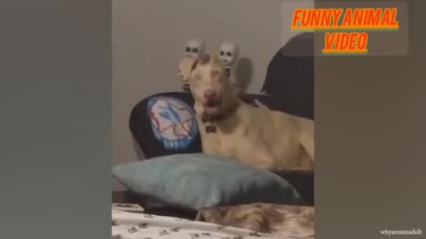 Funny video of dog and cat for entertainment 😄