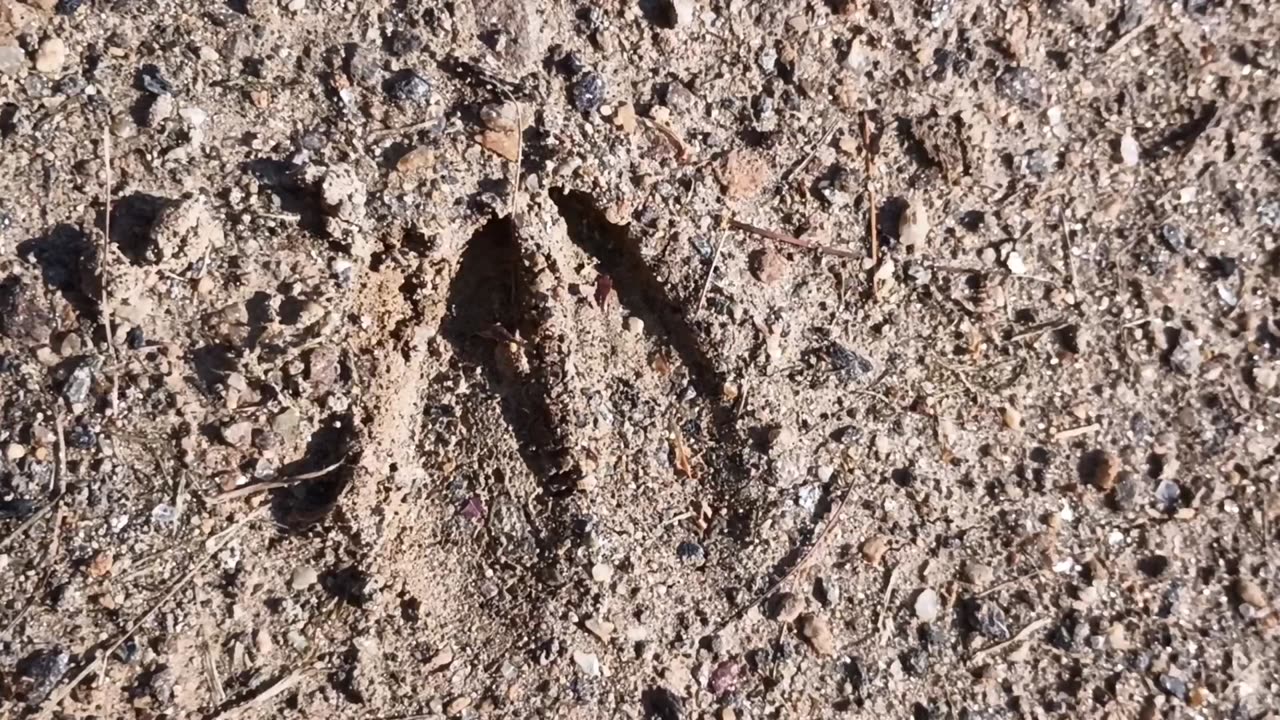 Deer Track