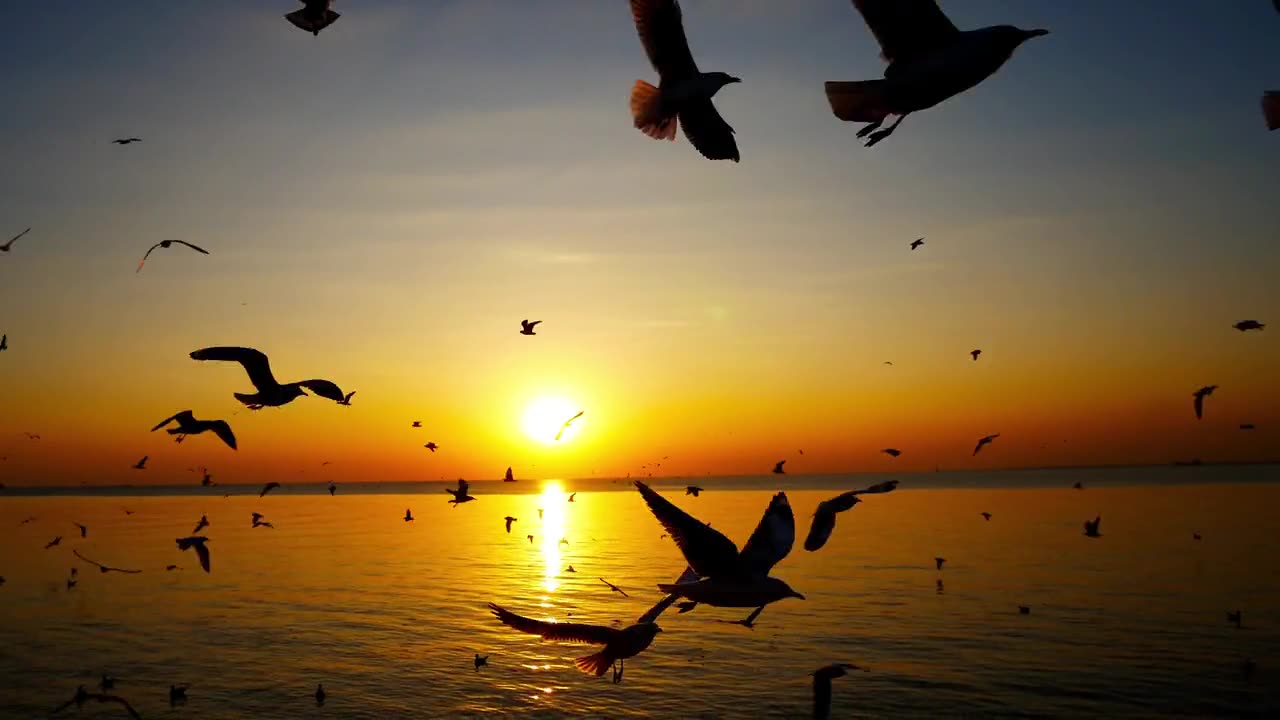 birds