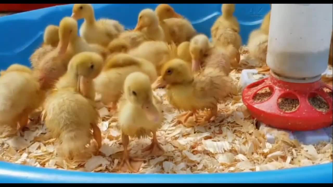 cute pet baby ducks ducklings eating drinking playing growing chirping relaxing