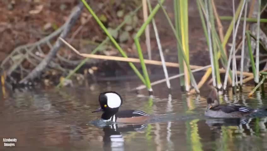 Hooded merganser