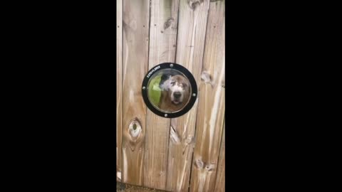 Viral: Guy puts window in fence for pup to see through