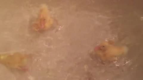 Ducklings in the Tub