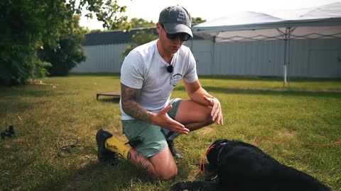 HOW I SAFELY TRAIN MY DOGS COMPLETELY OFF LEASH!