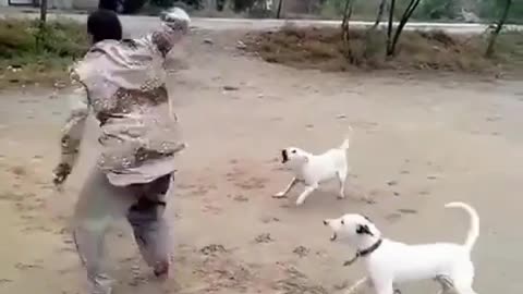 Funny dog