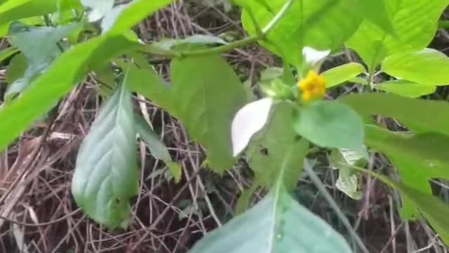 a small yellow flower