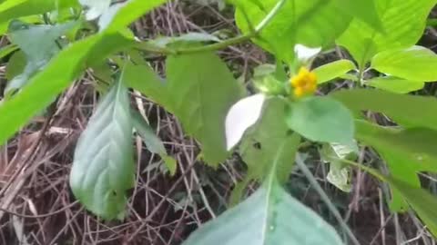 a small yellow flower