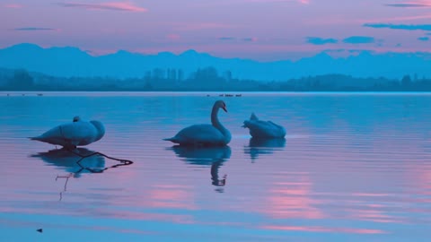 swans in the lake