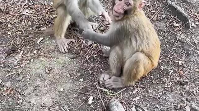 two little monkeys
