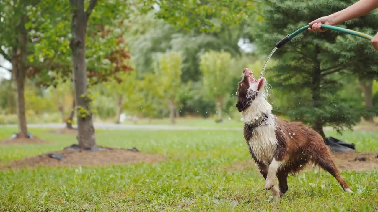 Dog playing garden hoses