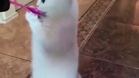 funny animal video