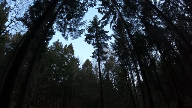 Sun is setting in the woodland