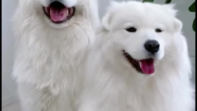 These two dogs move their ears. They're so cute