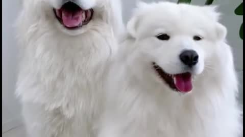 These two dogs move their ears. They're so cute