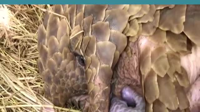 Pangolin Birth. Animals giving birth - Animals wild world