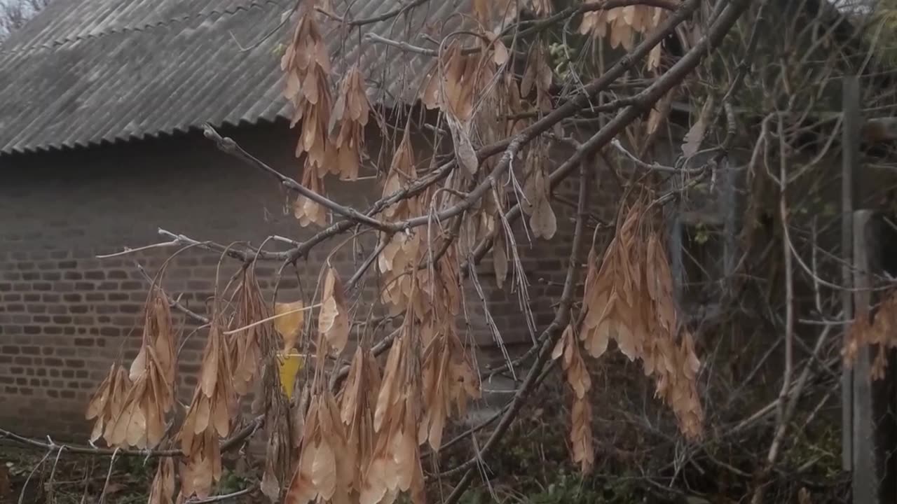 Maple seeds