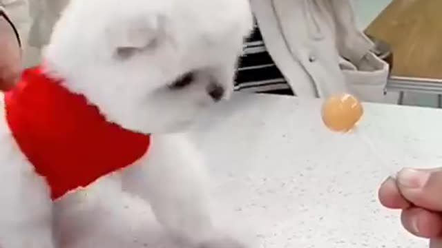 Cute and funny dog playing with lollipop and balloons.