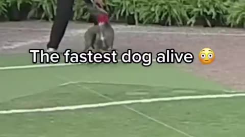 Fastest Dog Alive 😲😲