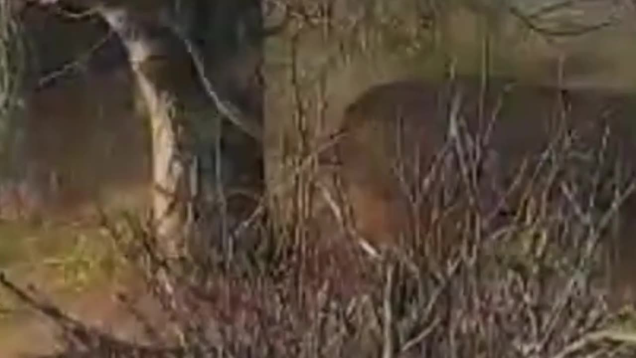 Lions attack warthog den