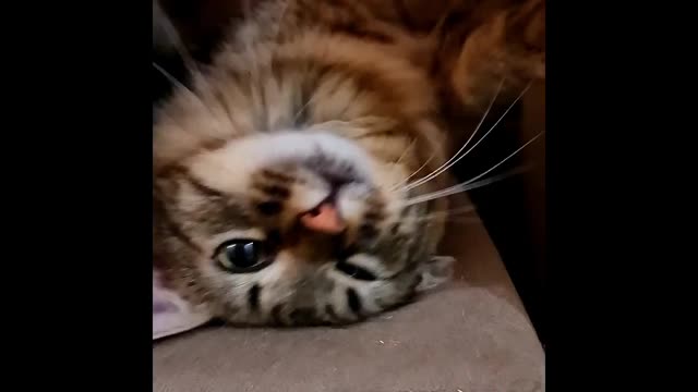 Cat Video| Cat 4K Video| Cat Trending Video| Cat Funny Videos ideos