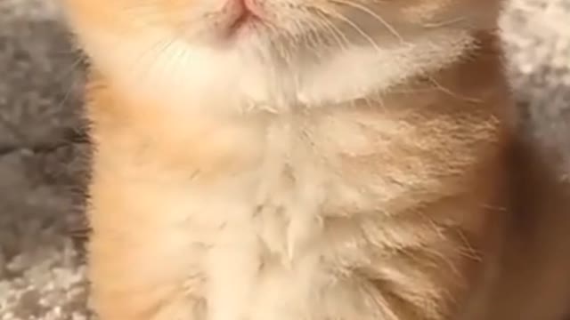 Cute cats video