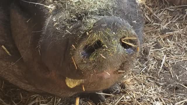 Fun on the Farm - Morning greetings