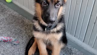 GSD Jake 12 weeks