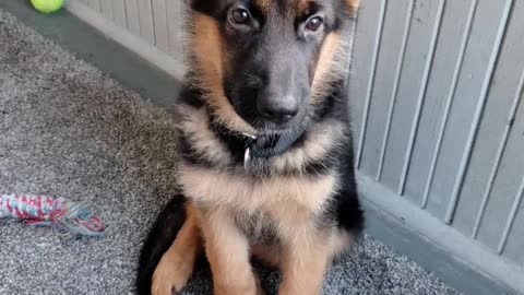 GSD Jake 12 weeks