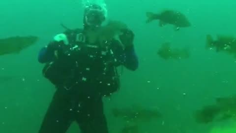 Feeding freshwater sharks