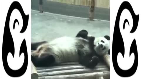 SUPER CUTE BABY PANDA COMPILATION - BEST OF 2023