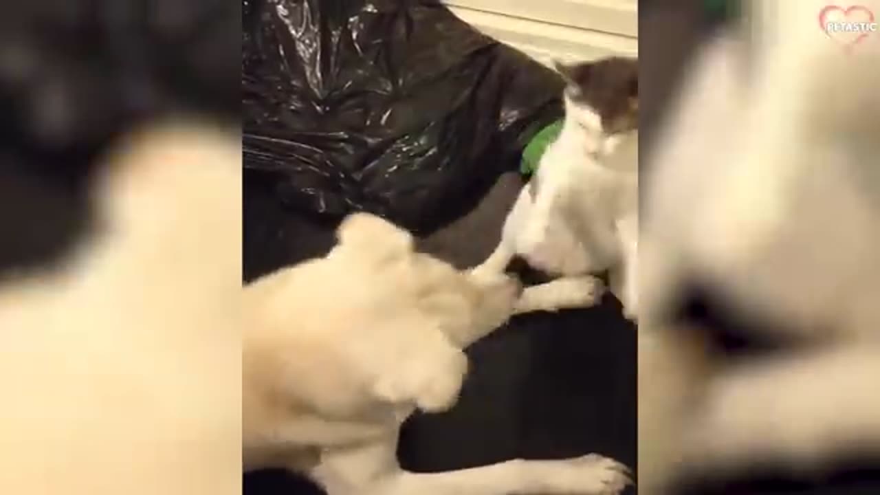 FIGHT CAT VS DOG. FUNNY FIGHTING.