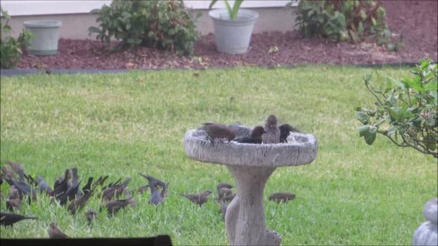 Young Cowbirds Having a Great Time in the Bird Bath