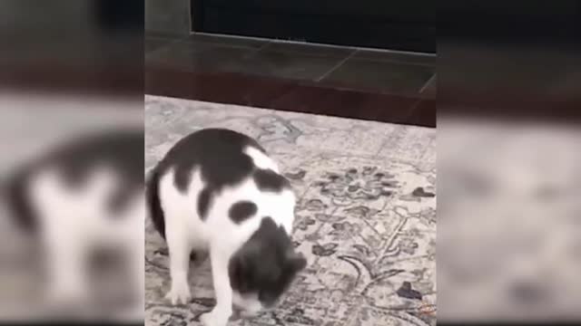 Funny cats