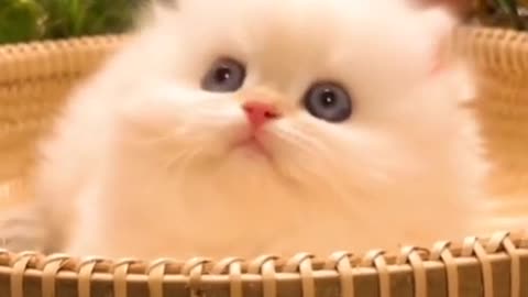 OMG so cute cat video